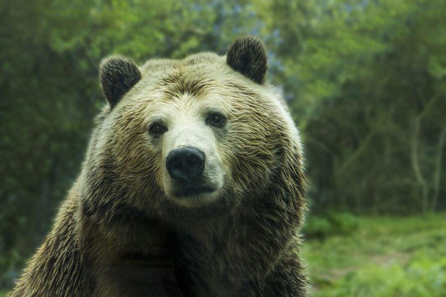 Неожиданный гость: Медведь вышел из леса и поел за одним столом с людьми (ВИДЕО)