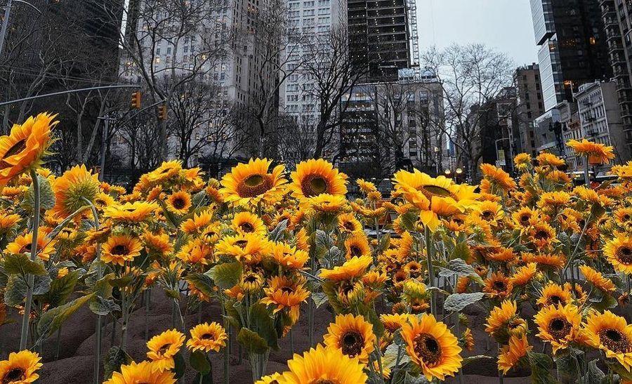 У Нью-Йорку з’явився сад із 335 соняшниками — по одному на кожен день війни в Україні